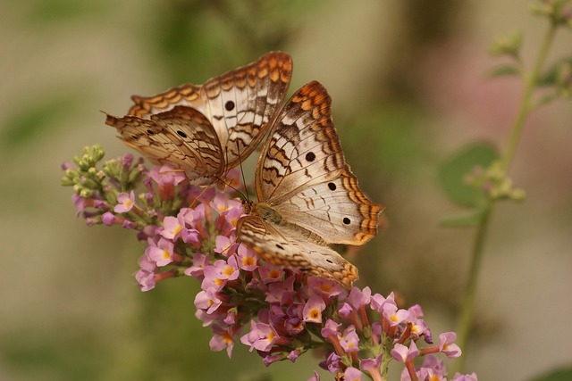 couple de papillons